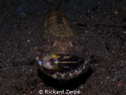 A very happy lizardfish. by Rickard Zerpe 